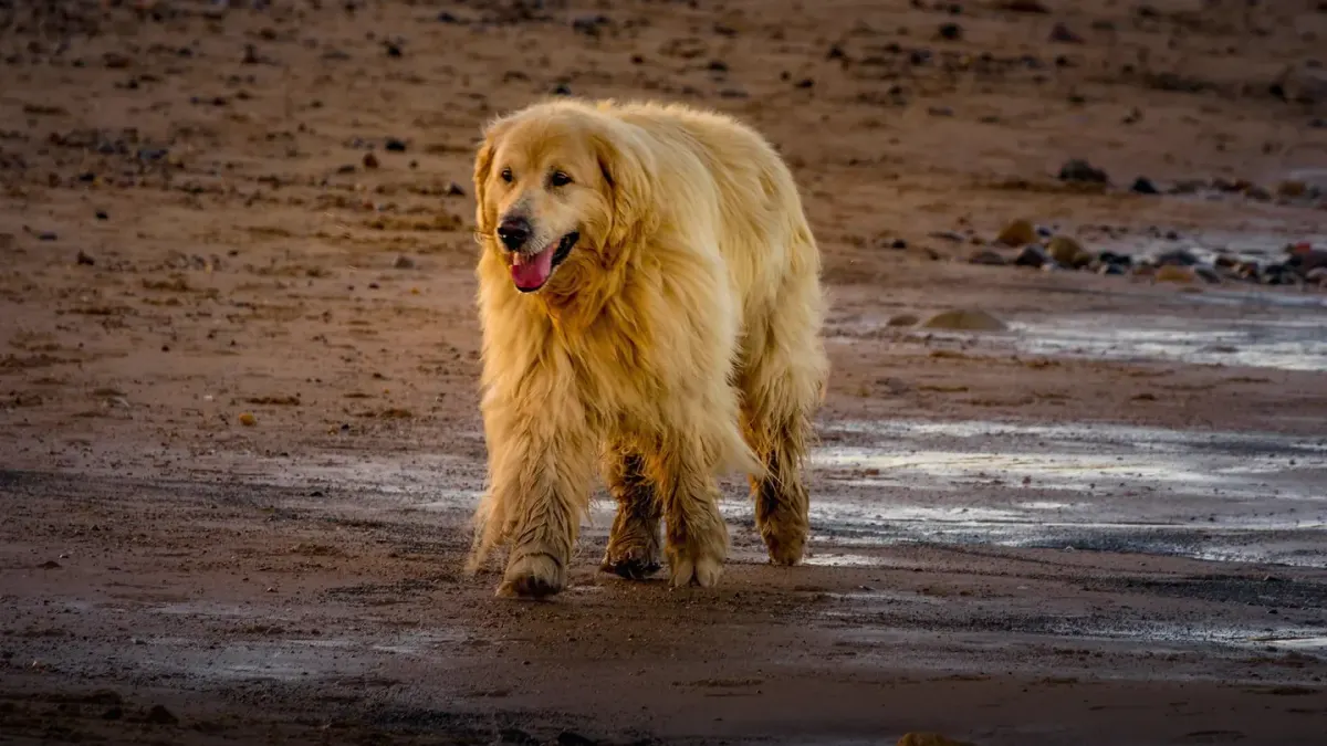 Dog on a ramp
