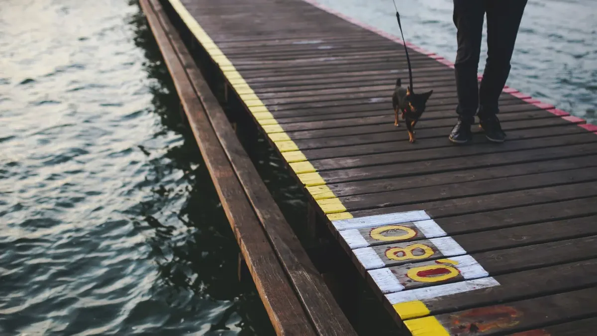 Dog on a ramp