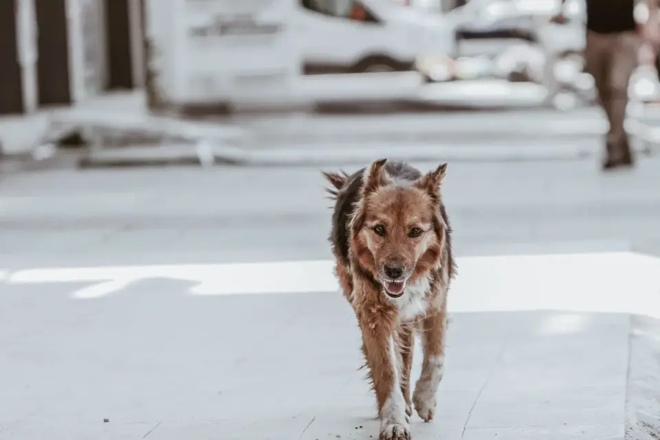Dog on a ramp