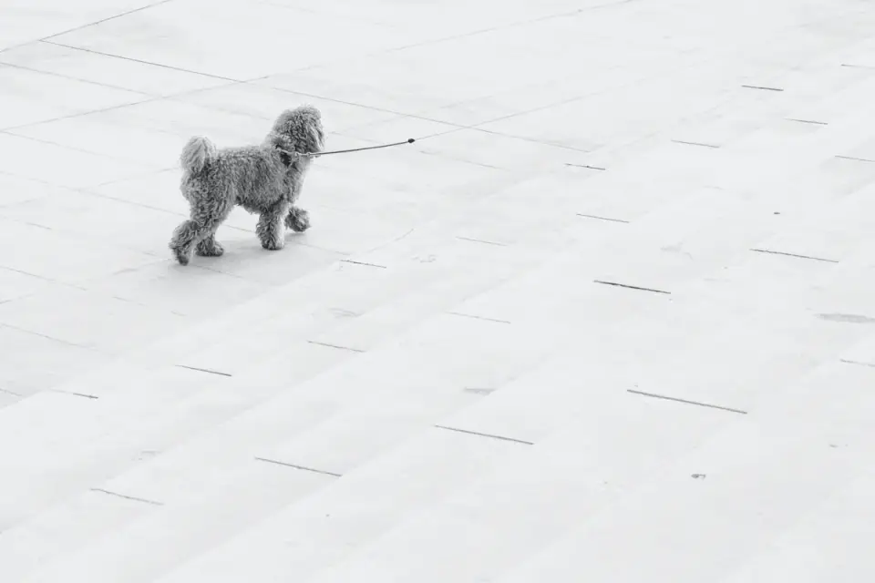 Dog on a ramp
