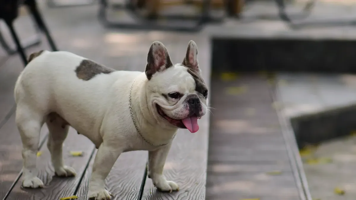 Dog on a ramp