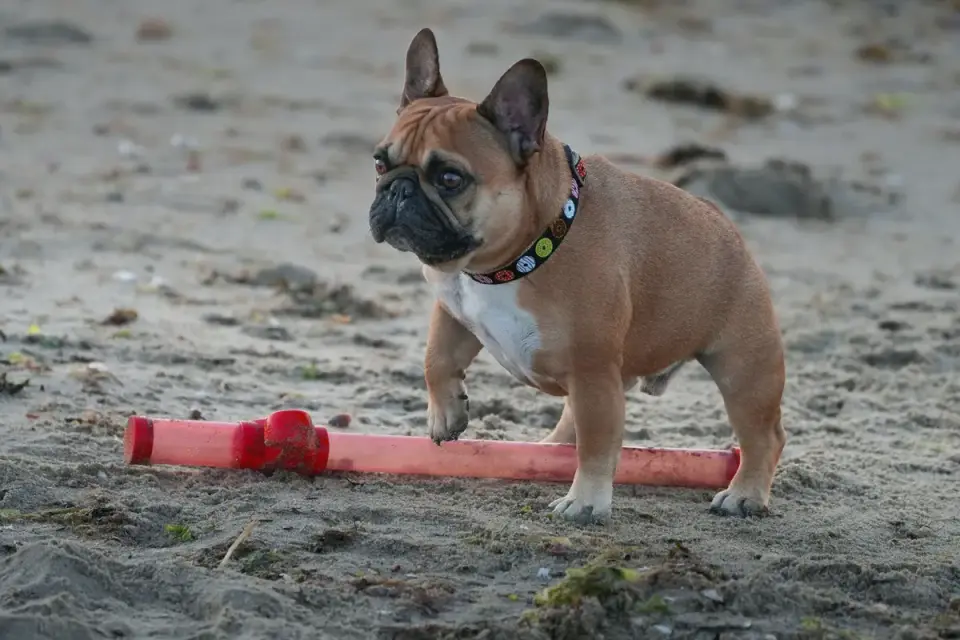 Dog on a ramp