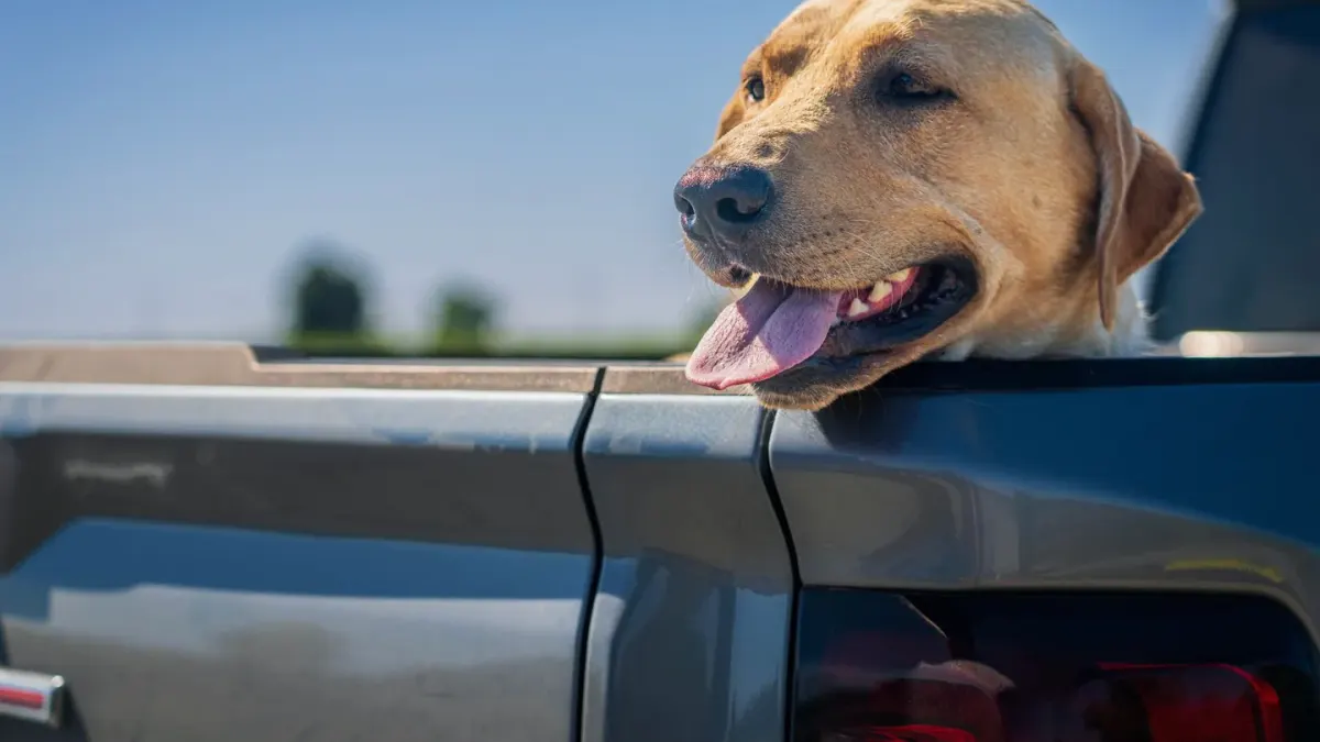 Dog on a road trip