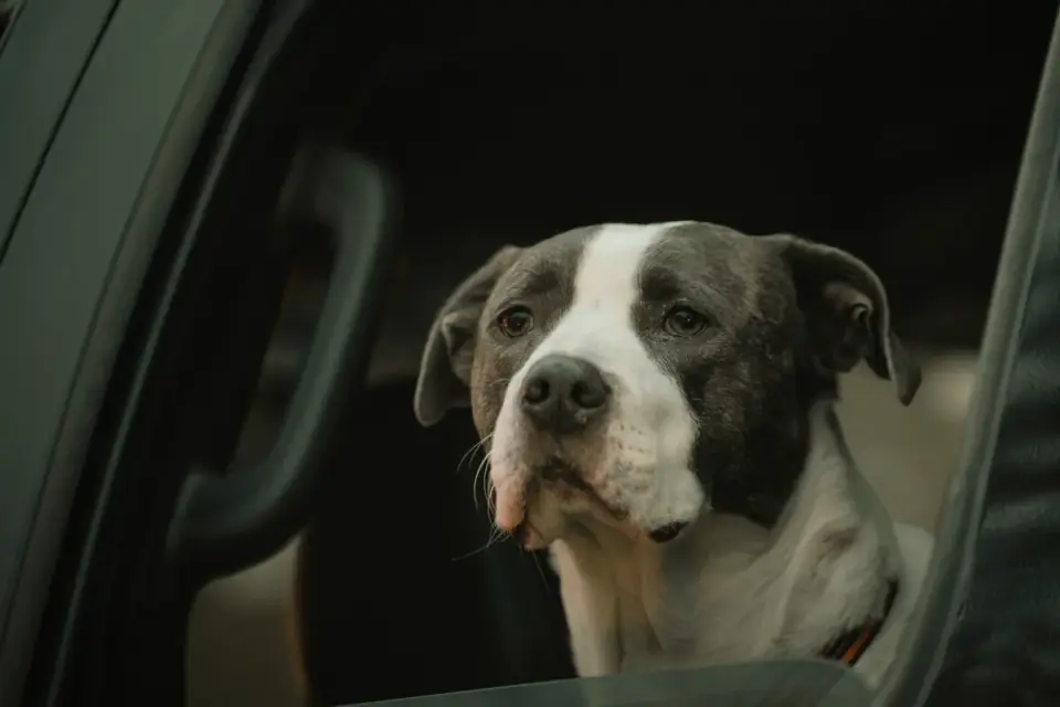 Dog on a road trip