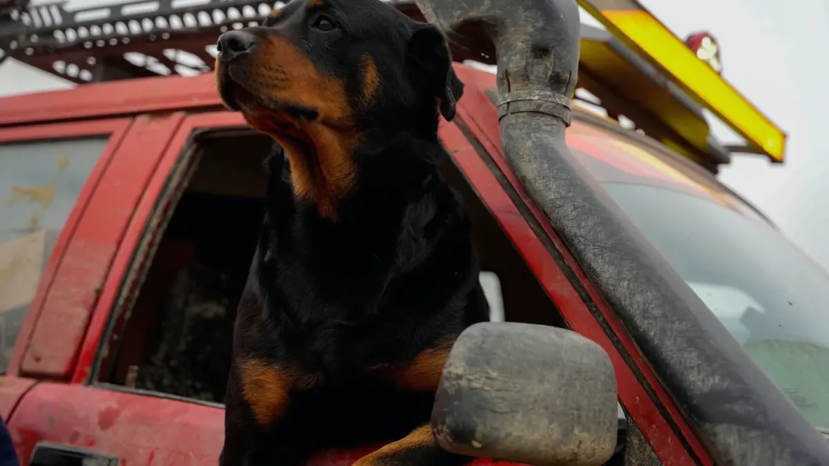 Dog on a road trip