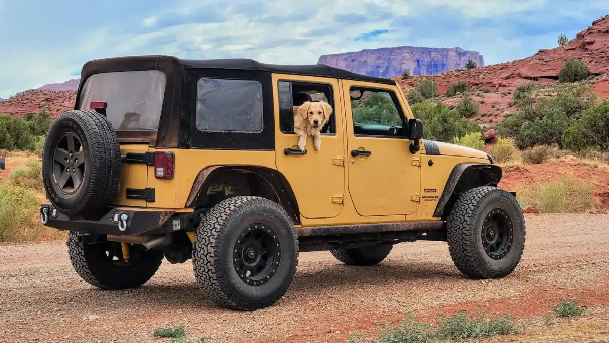 Dog on a road trip