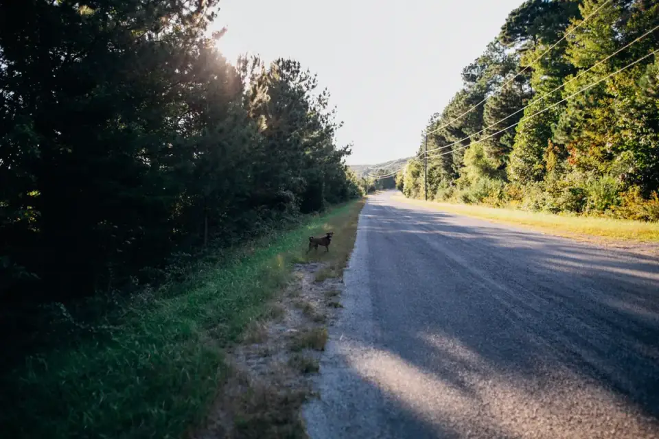 Dog on a road trip