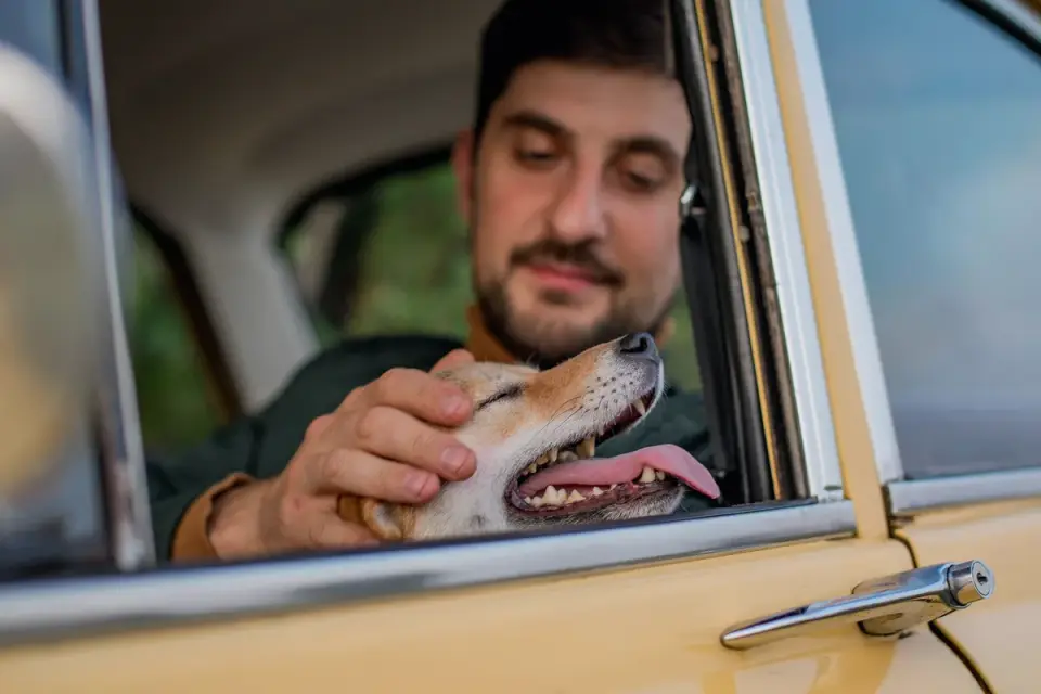 Dog on a road trip