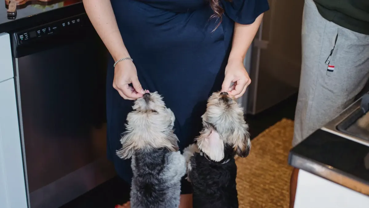 Dog owner preparing a meal