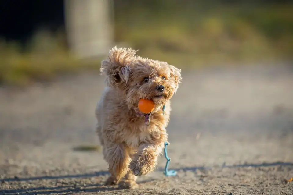 Dog playing with a rope toy