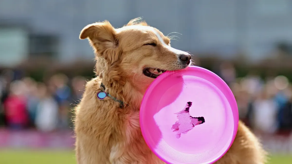Dog playing with a rope toy