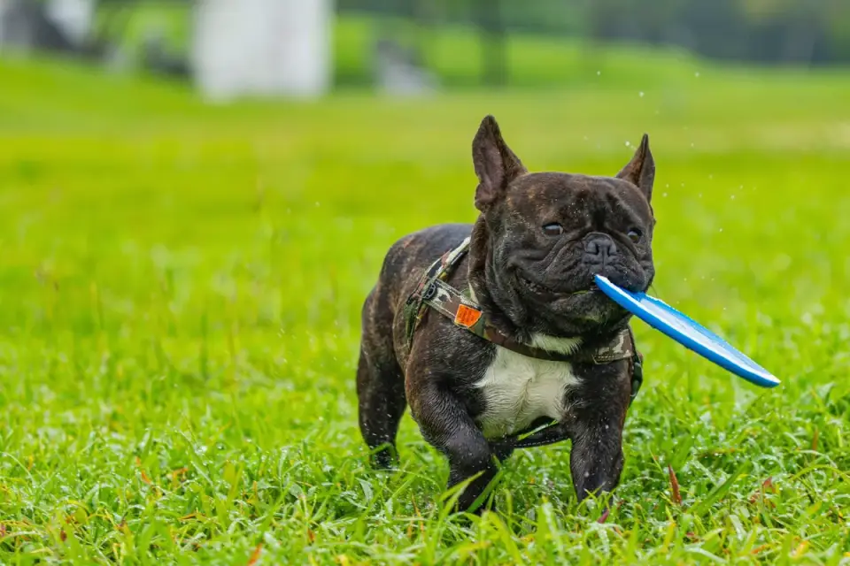 Dog playing with a rope toy