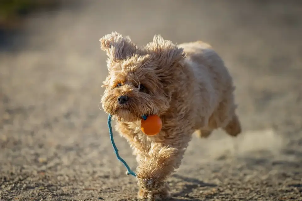 Dog playing with a rope toy