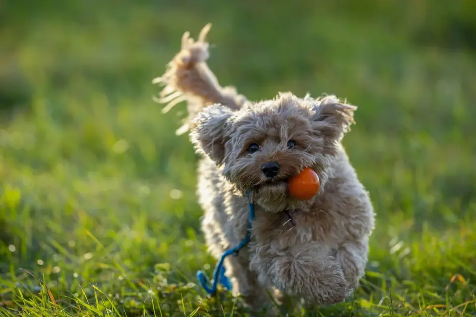 Dog playing with a rope toy