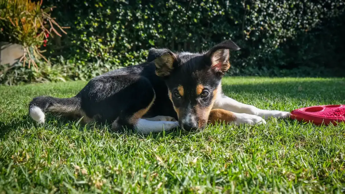 Dog playing with a rope toy