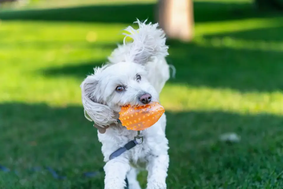 Dog playing with a rope toy