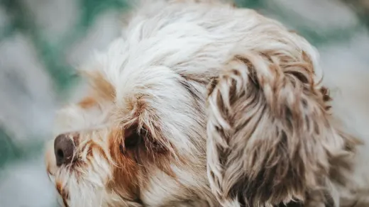 Dog portrait