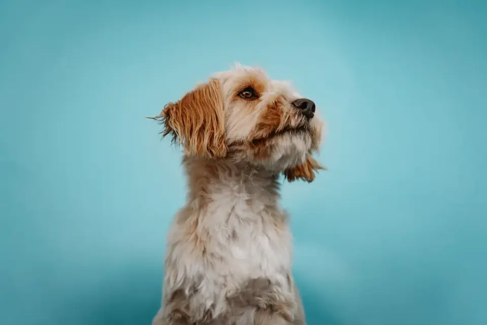 Dog portrait