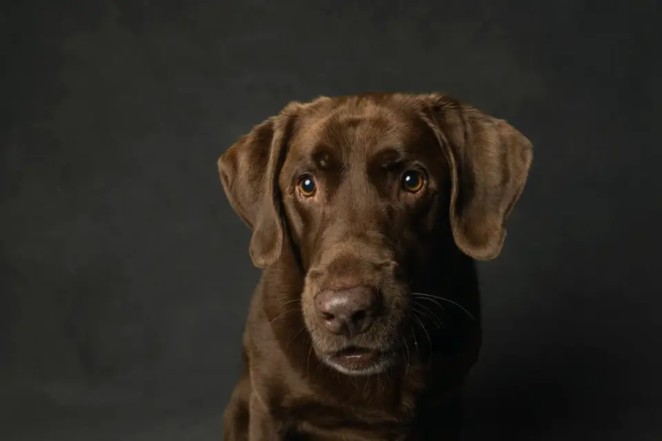 Dog portrait