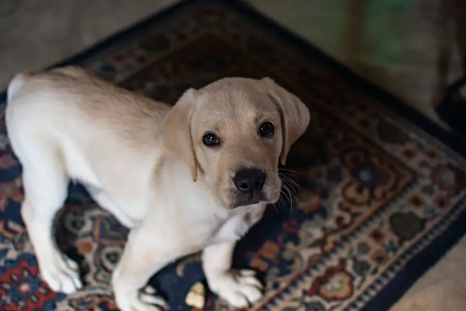 Dog relaxing on a rug