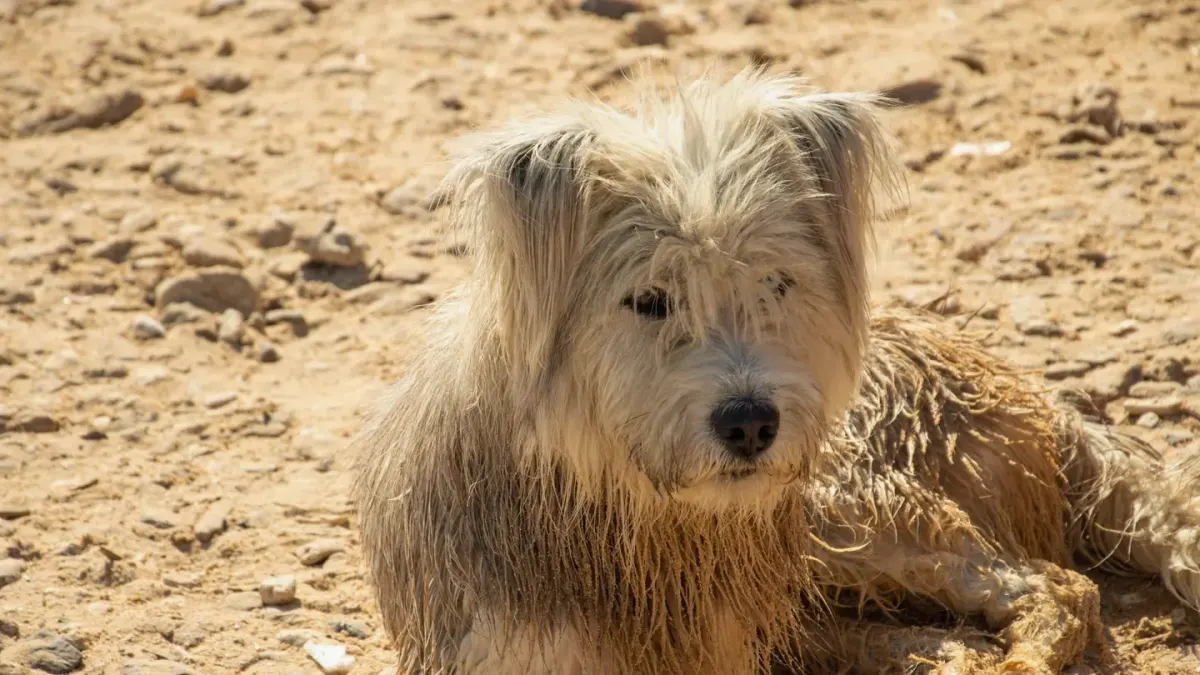 Dog relaxing on a rug