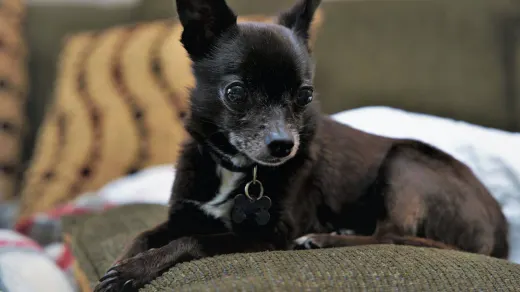 Dog resting at home