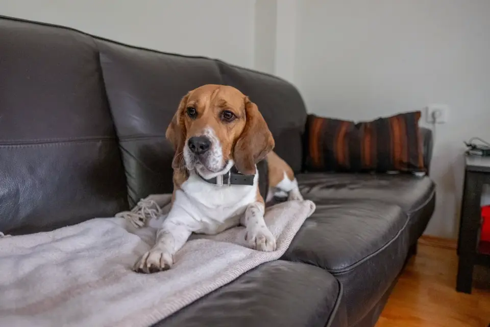 Dog resting at home