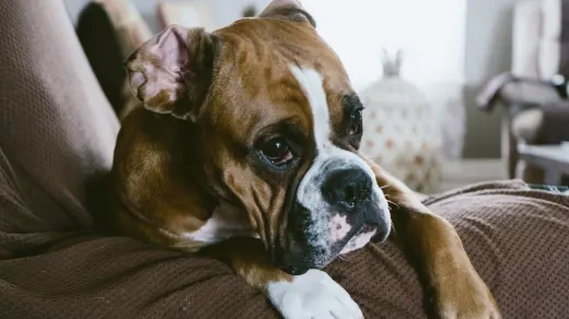 Dog resting at home