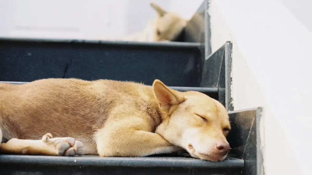 Dog resting at home