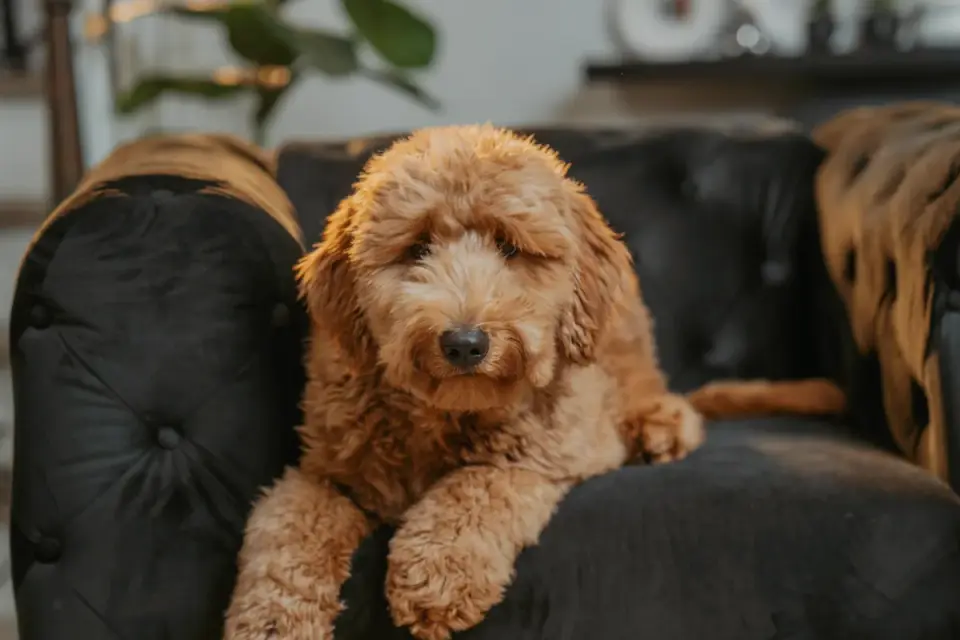 Dog resting at home