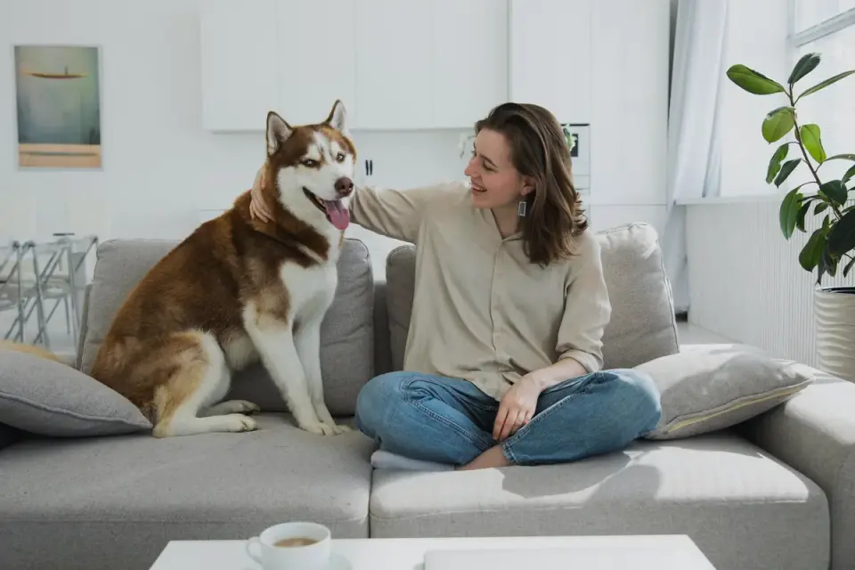 Dog resting beside an owner