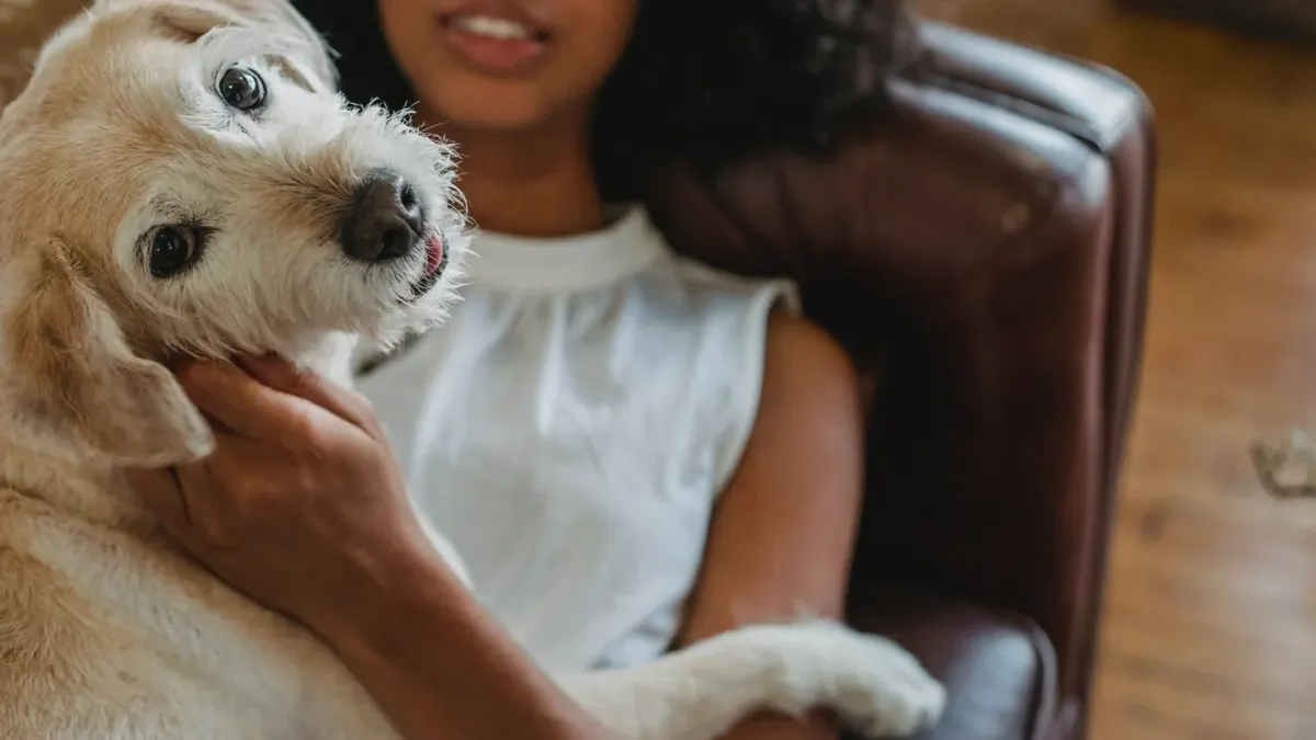 Dog resting beside an owner