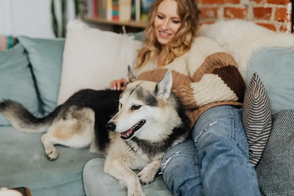 Dog resting beside an owner