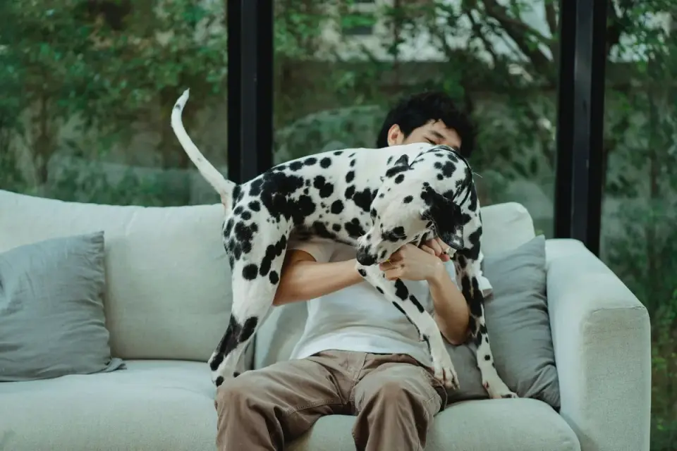Dog resting beside an owner