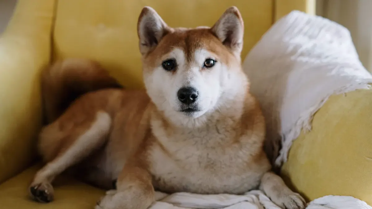 Dog resting beside an owner