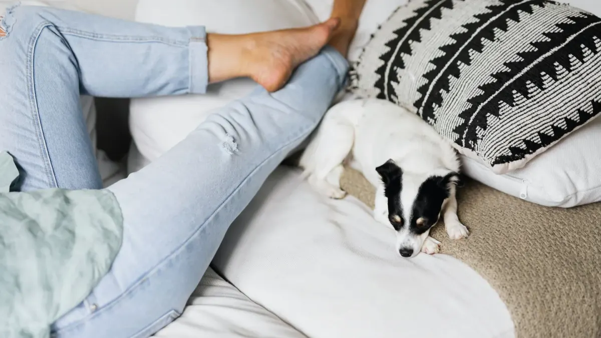 Dog resting beside an owner