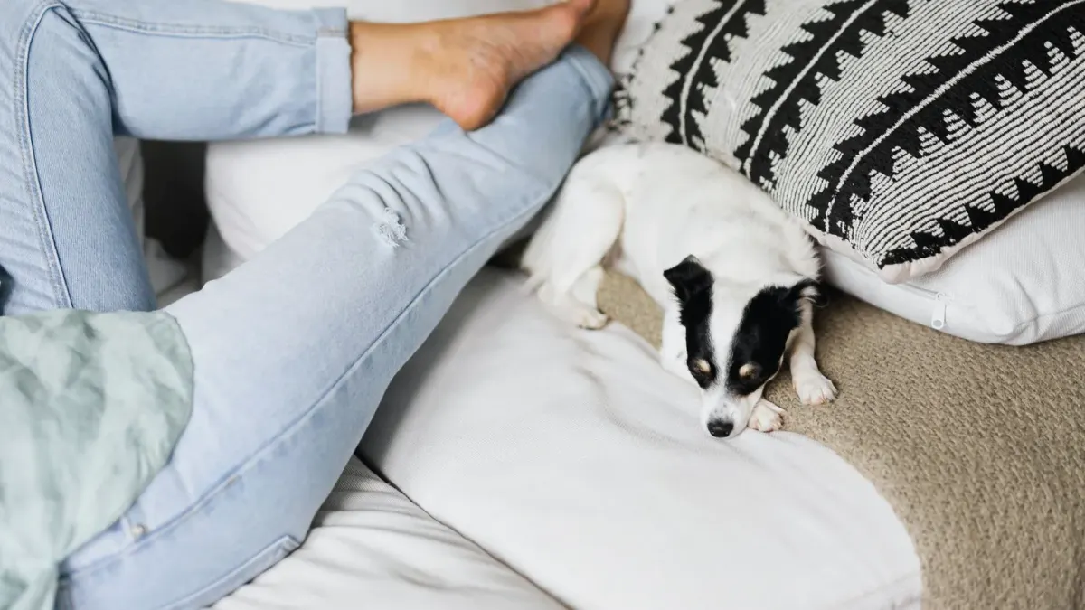 Dog resting beside an owner