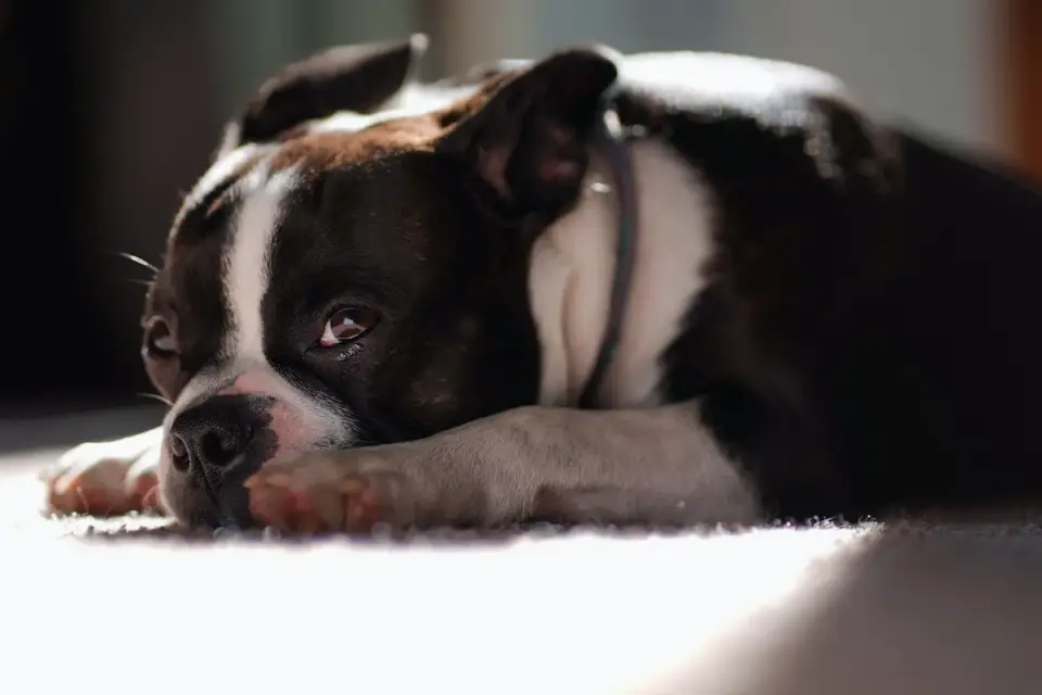 Dog resting during travel