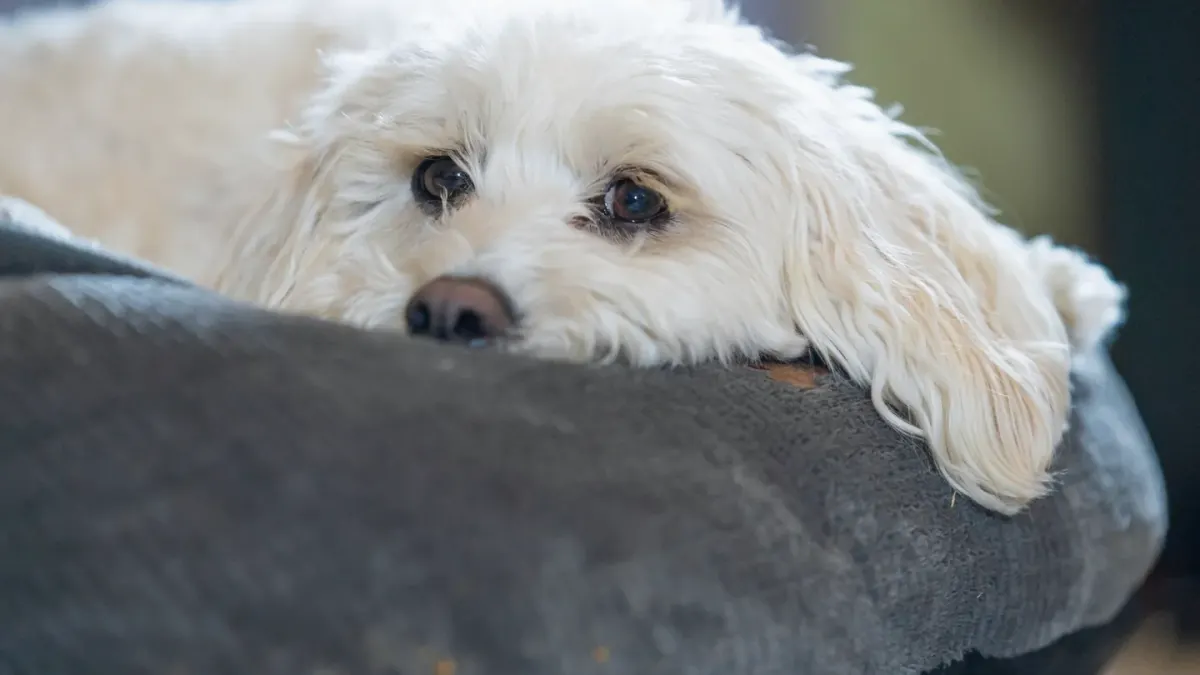 Dog resting during travel