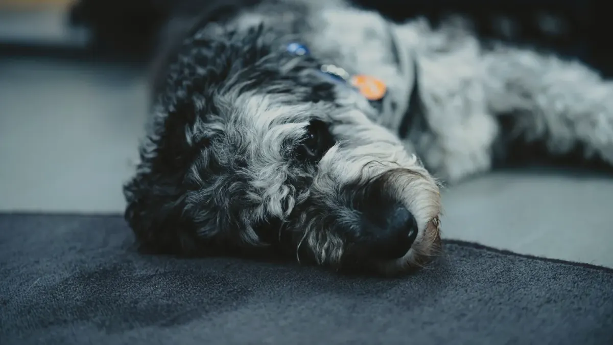 Dog resting during travel