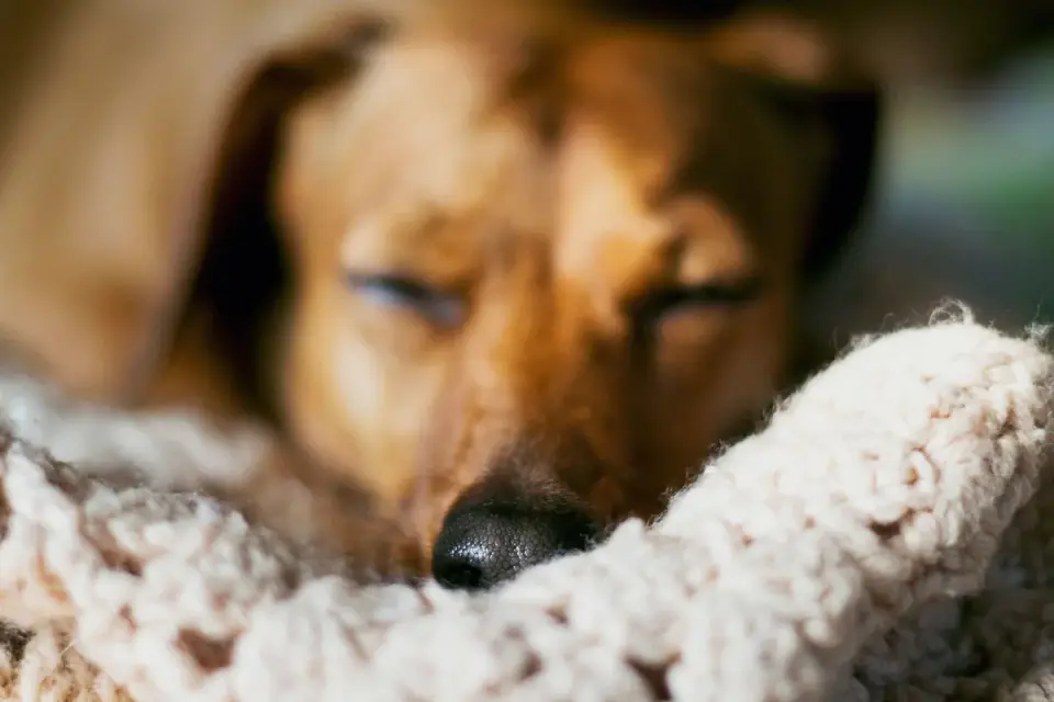 Dog resting during travel