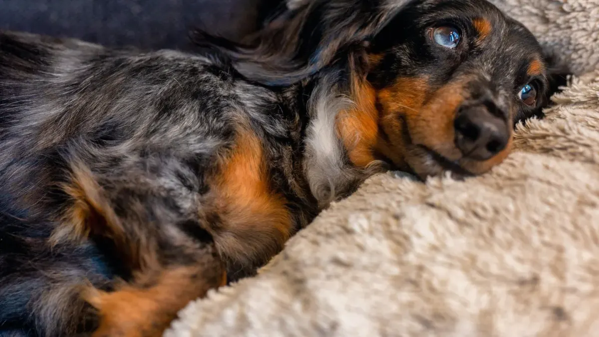 Dog resting during travel