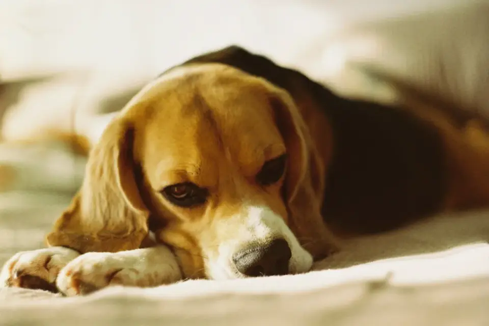 Dog resting during travel