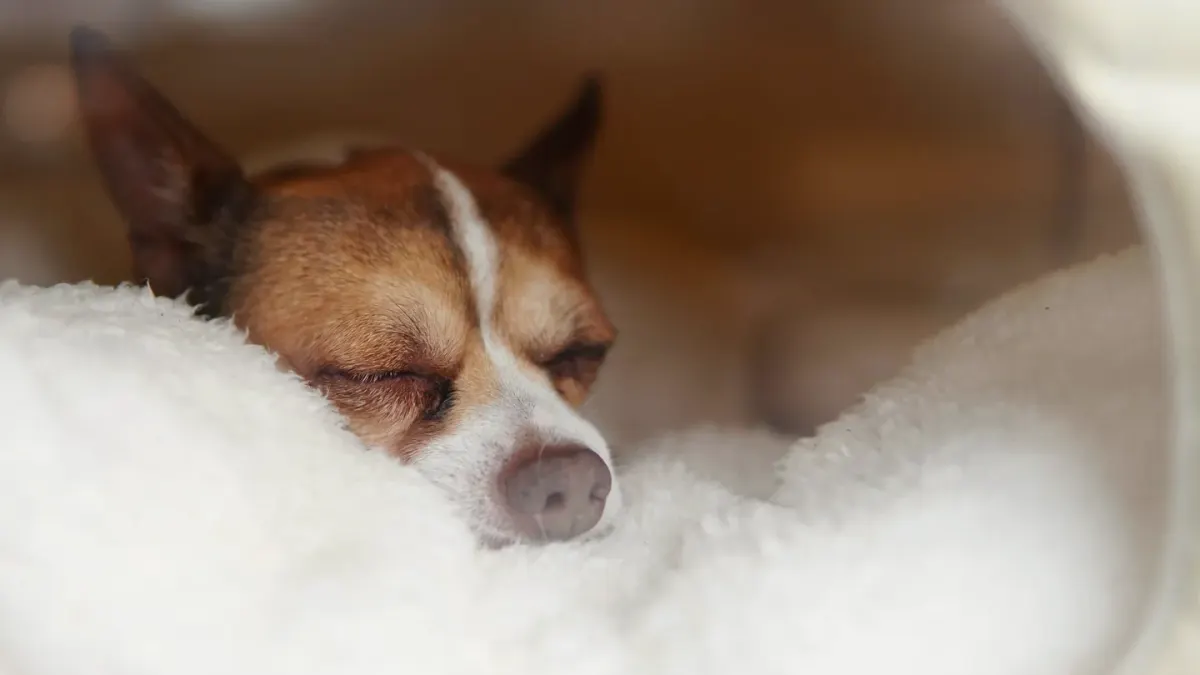 Dog resting during travel