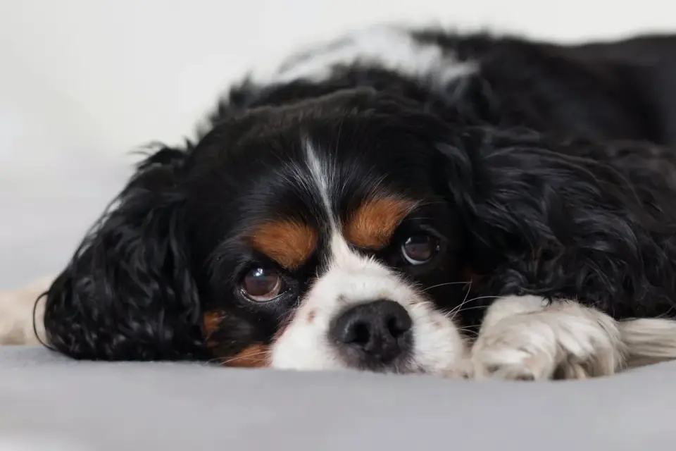 Dog resting during travel