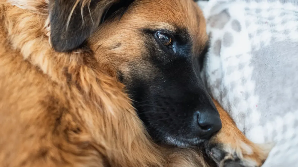 Dog resting during travel