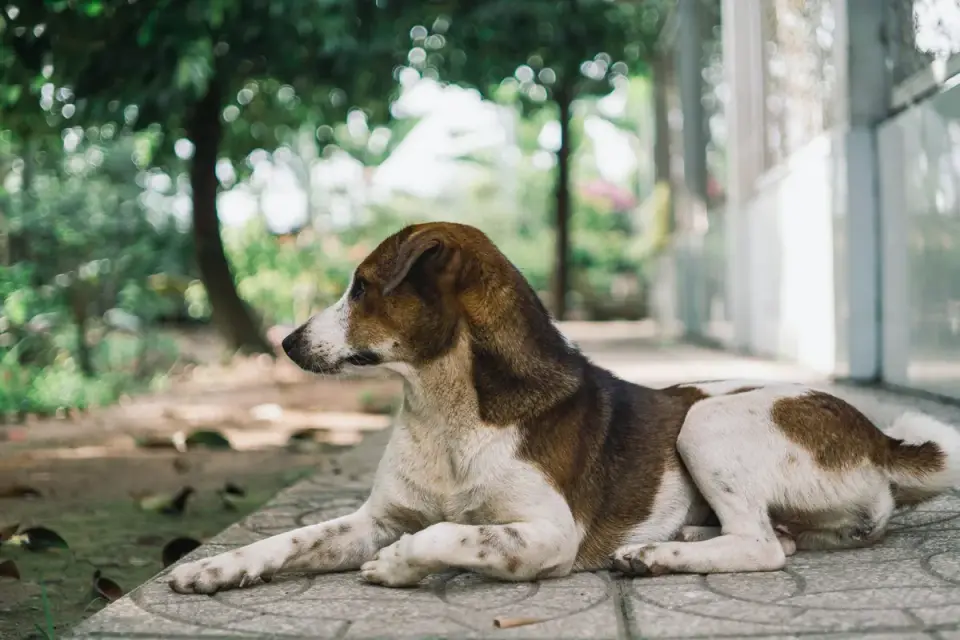 Dog resting in a shaded yard next to a full water bowl