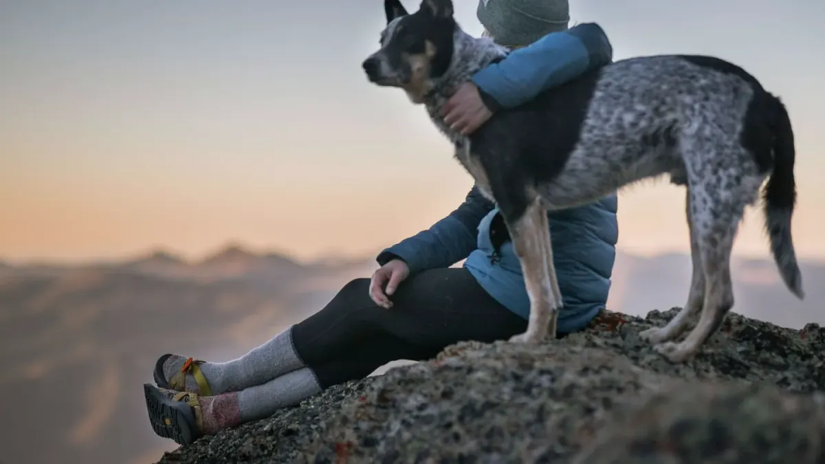 Dog sitting beside an owner