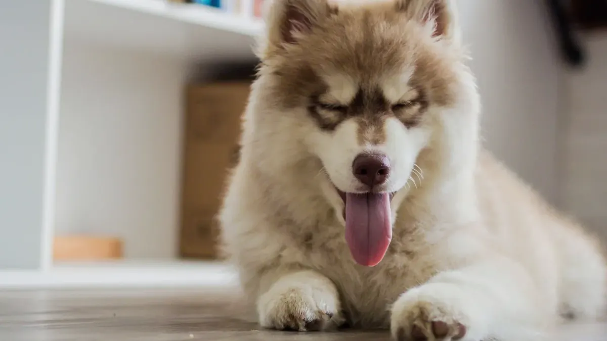 Dog sitting on a kitchen floor