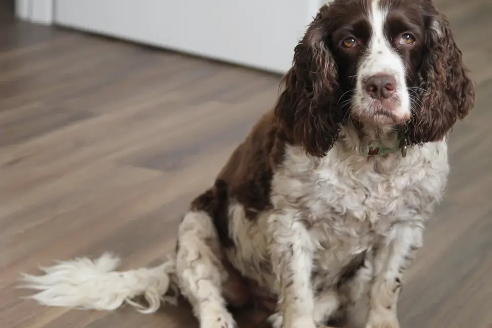 Dog sitting on a kitchen floor